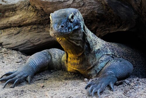 Conheça o Dragão de Komodo