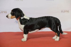 Drever, o dachbraco sueco
