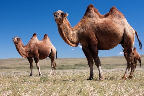 Saiba as diferenças entre camelos e dromedários