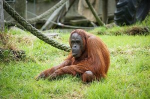 Viemos do macaco? Será mesmo?