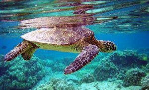 8 espécies diferentes de tartarugas