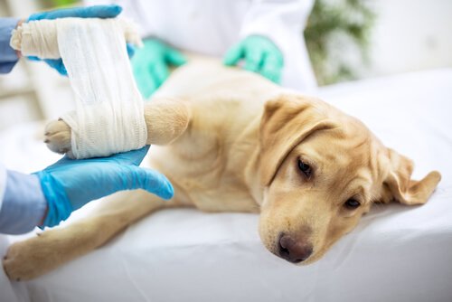 Cachorro no veterinário com pata enfaixada