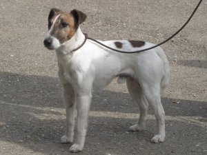 O Fox Terrier de pelo liso