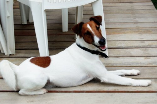 fox terrier de pelo liso