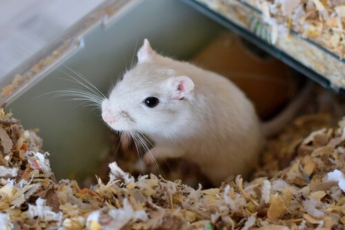 Gaiolas para hamsters: como escolher uma?
