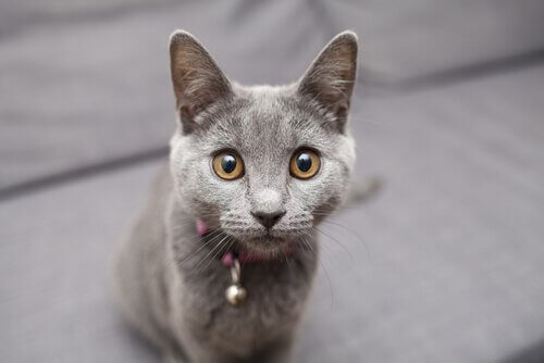 gato chartreux