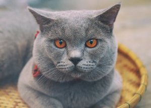 Gato Chartreux