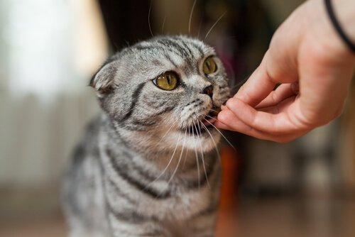 Gato comendo petisco