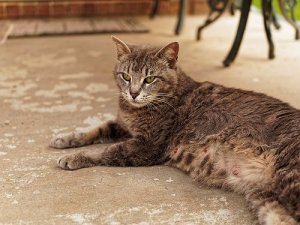 Gravidez felina: o que você precisa saber sobre