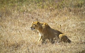 Como os grandes felinos caçam?