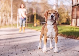 Sete tipos de guias para cachorros