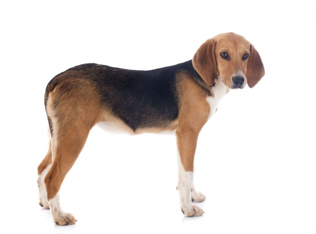 O Harrier, um cão de caça histórico