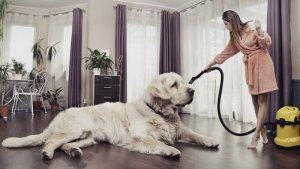 Como manter a casa limpa tendo animais de estimação