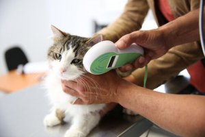 Diferenças entre uma clínica e um hospital veterinário
