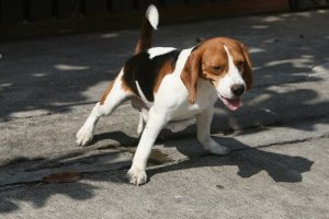 Os métodos definitivos para o seu cão fazer xixi na rua