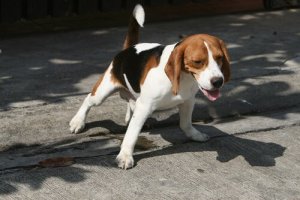 Os métodos definitivos para o seu cão fazer xixi na rua