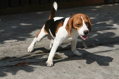 Cachorro Beagle fazendo xixi