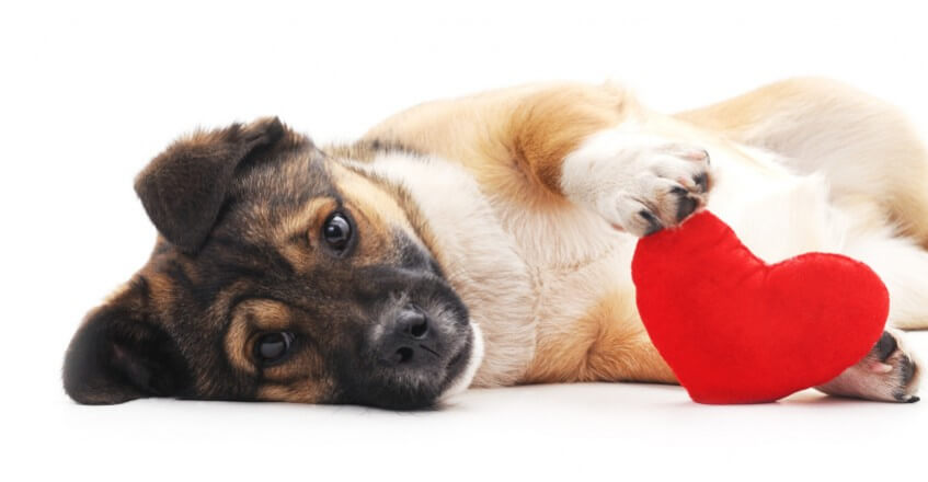 Cachorro segurando almofada de coração