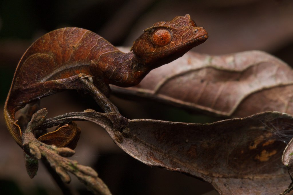 Animais que se camuflam: técnicas mestras