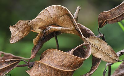 Camuflagem perfeita: lagartixa-rabo-de-folha