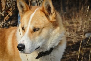 Laika da Sibéria Oriental: conheça essa raça