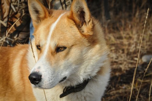 Laika da SibÃ©ria Oriental: conheÃ§a essa raÃ§a