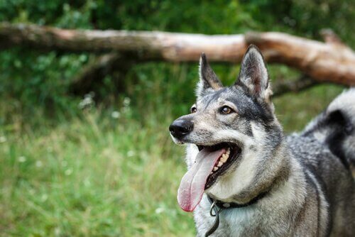 Laika da Sibéria Oriental: conheça essa raça