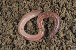 5 dados interessantes sobre as minhocas