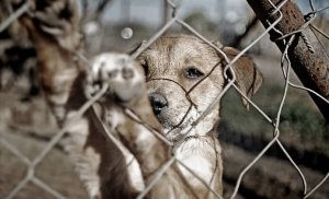 O que fazer ao presenciar maus-tratos contra animais