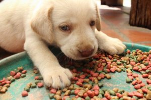 As melhores marcas de alimentação premium para cães