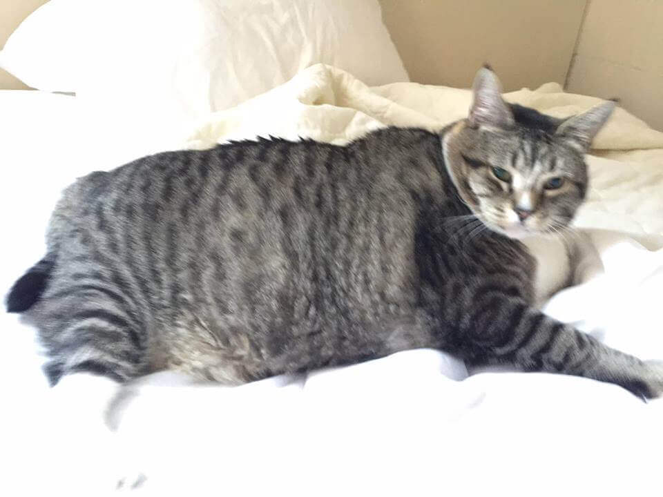 Gato obeso