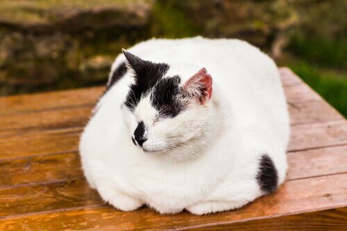 Como tratar a obesidade em gatos?