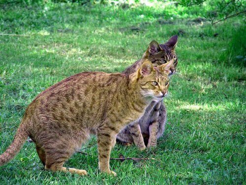 Gato Ocicat, um gatinho de aparência selvagem