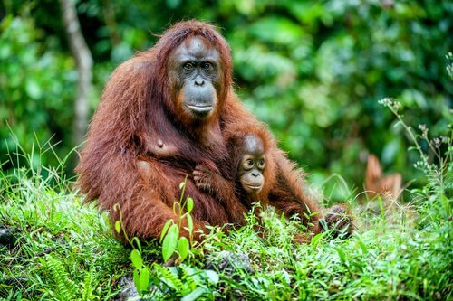 orangotango fêmea com filhote