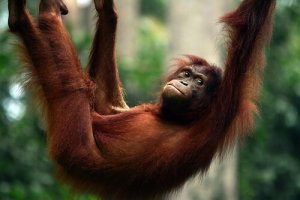 Orangotango: características, comportamento e habitat