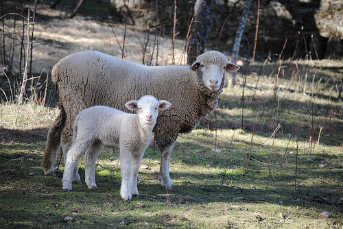 ovelha com filhote