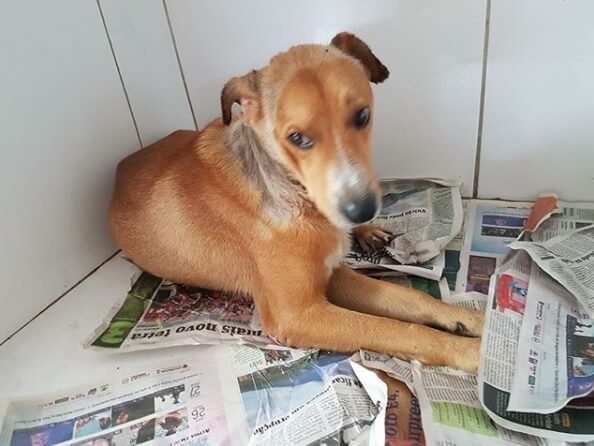 Cachorro queimado com água fervente