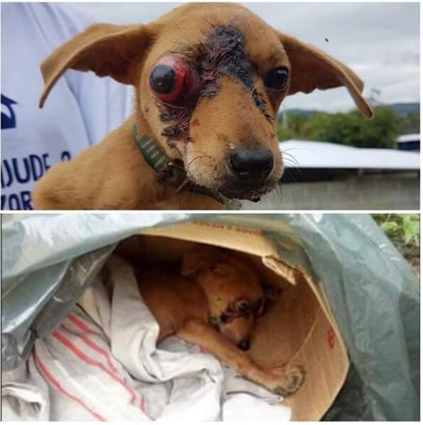 Juninho, filhote resgatado pela ONG Paraíso dos Focinhos