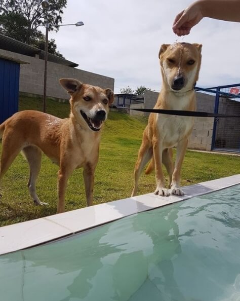 Cães na piscina da ONG Paraíso dos Focinhos