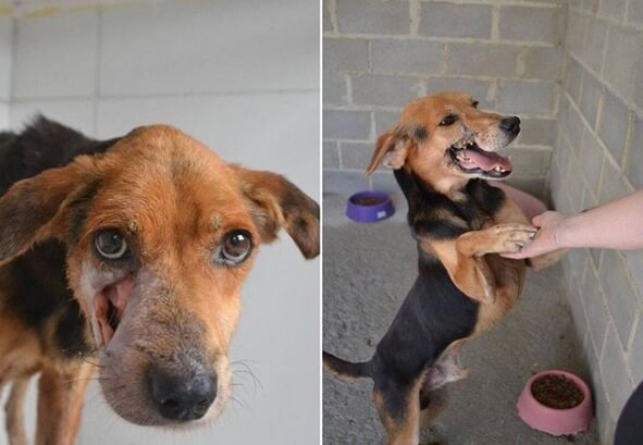 Tenente, resgatado pela ONG Paraíso dos Focinhos