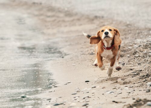 Cachorro correndo na praia