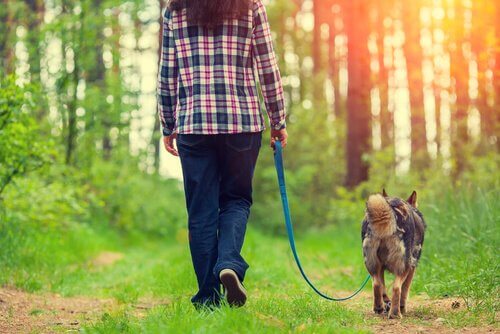 Quatro maneiras de melhorar o passeio com seu cão