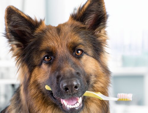 Cachorro com escova de dentes na boca