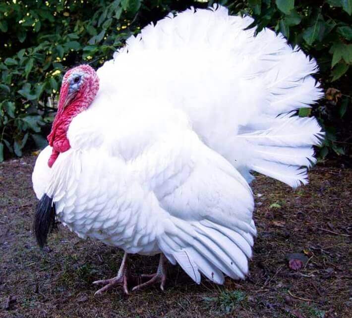 Peru holandês branco