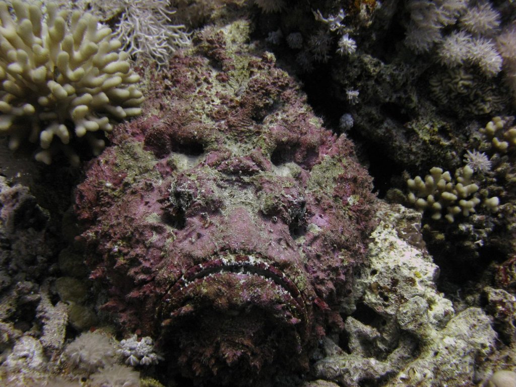 Peixe pedra: mortífero e quase invisível