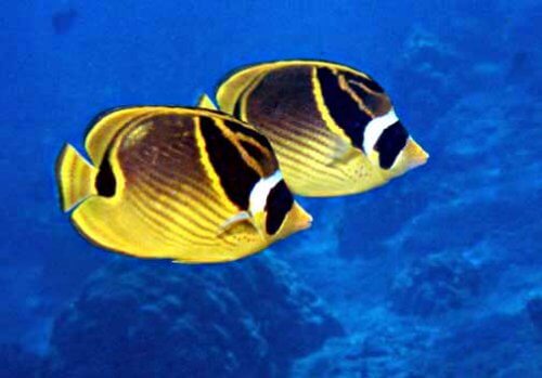 peixes de água quente