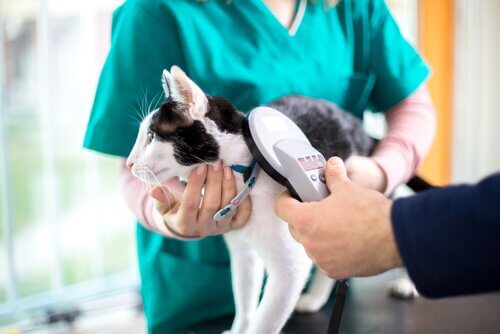 Parasitas intestinais em gatos: tratamento e prevenção