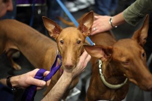 Pharaoh Hound: um primitivo cão de caça de europeu