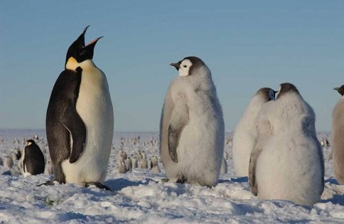 Pinguins e suas dificuldades