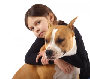 Saiba como educar um pitbull